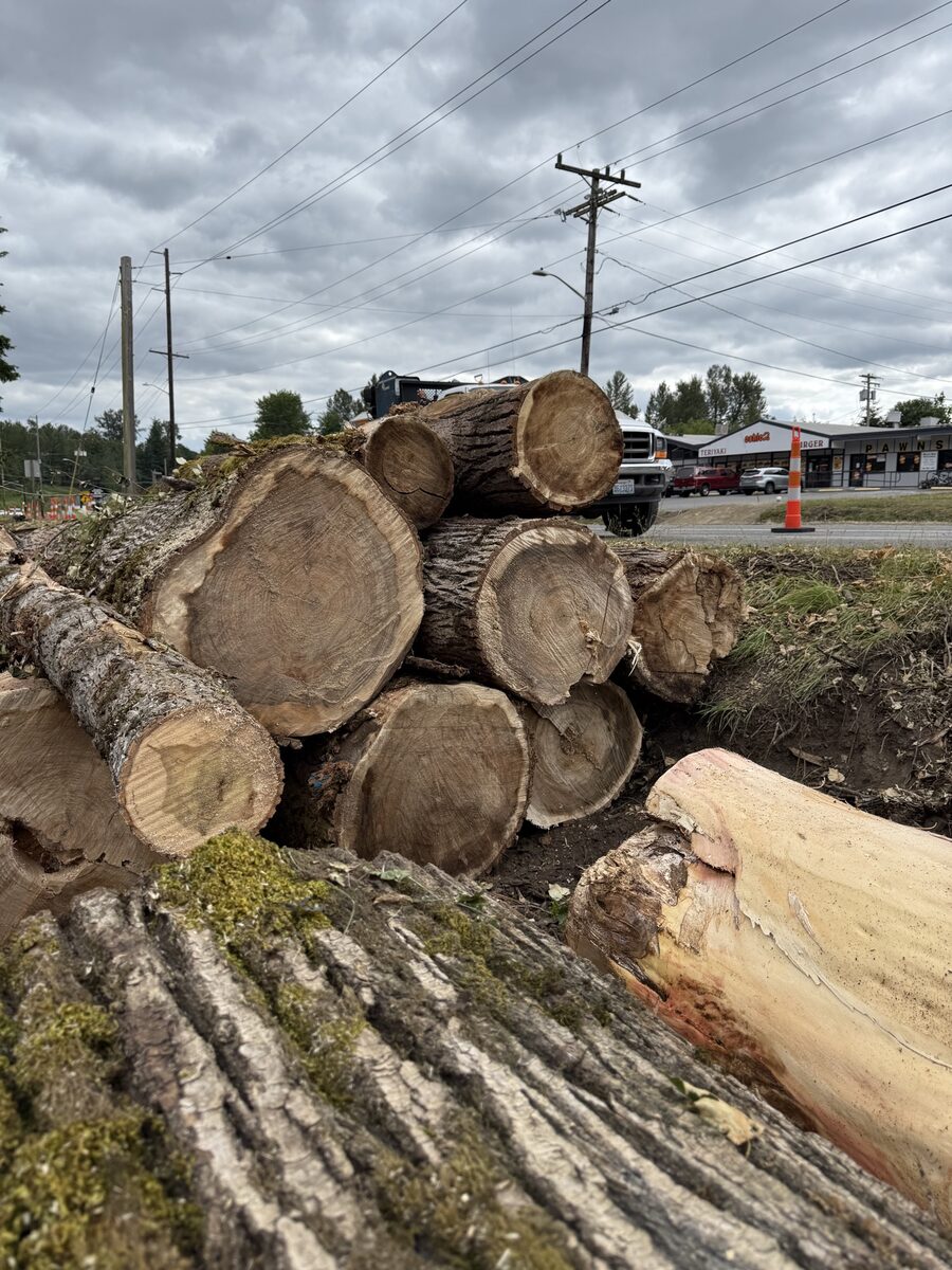 Stacked logs after clearing
